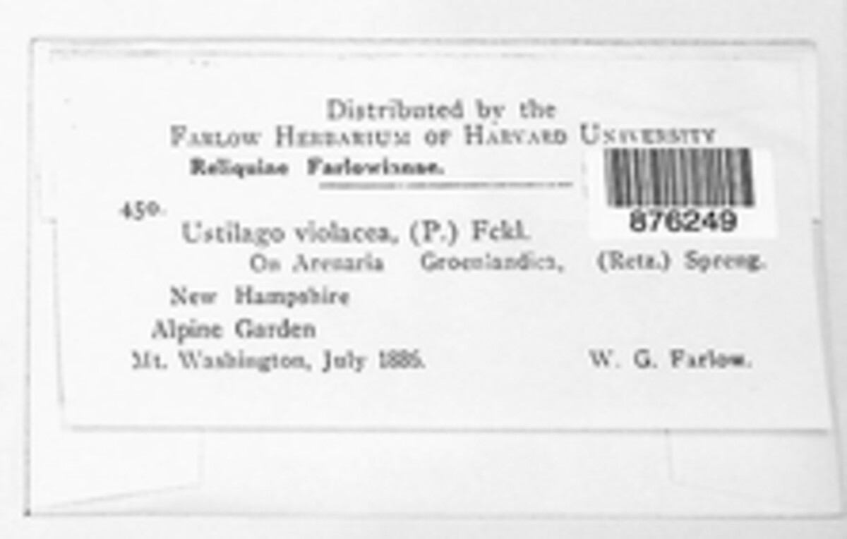 Microbotryum violaceum image